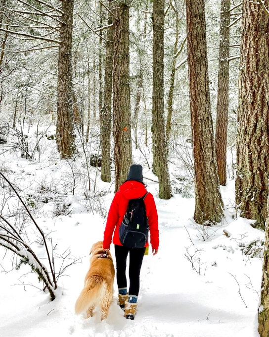winter trail dog