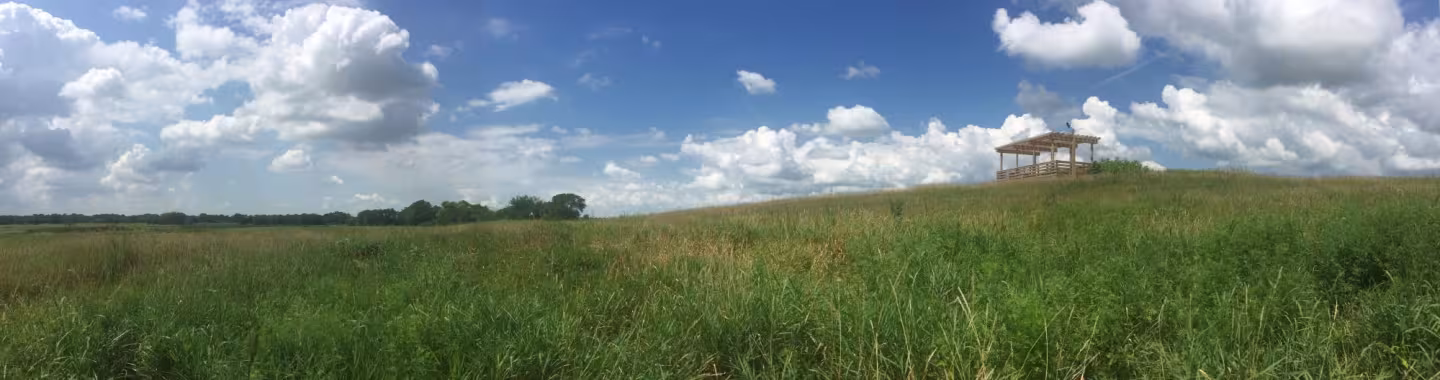Marsh Wren Saline Wetland