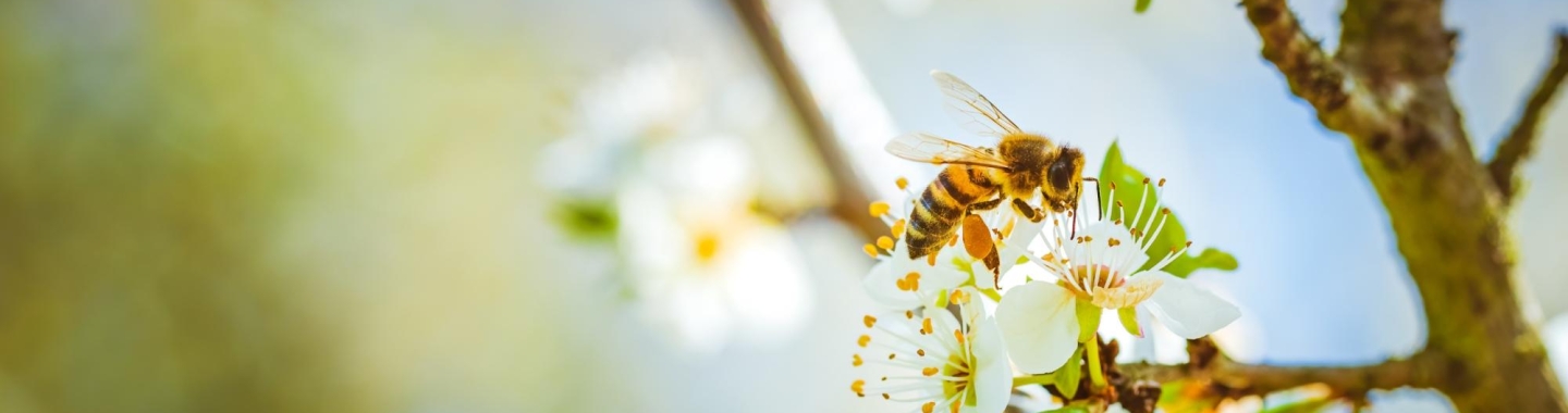 bee on a tree flower