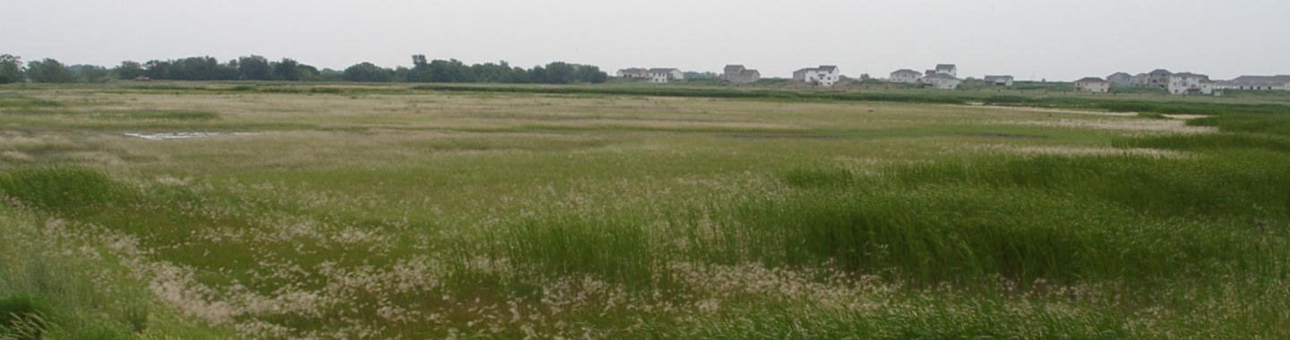 Whitehead Saline Wetland