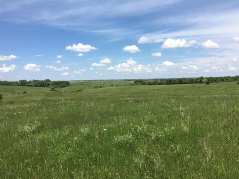 blue sky and green grass 