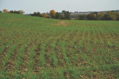a field of crops