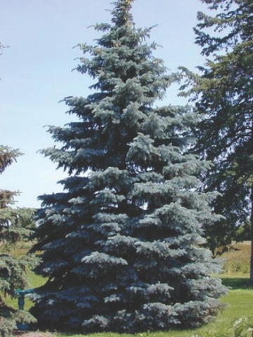 co blue spruce tree
