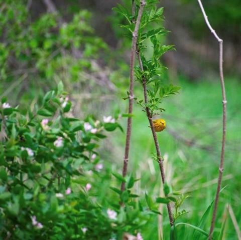 warbler