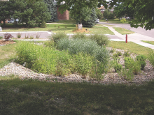 rain garden