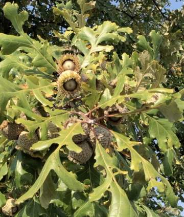 bur oak seeds on tree