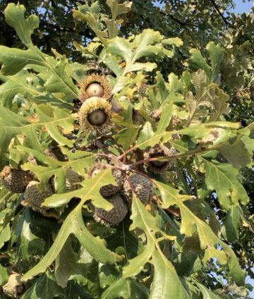 bur oak насіння на дереві