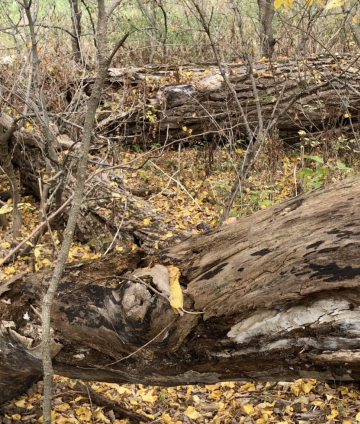 dead tree in forest