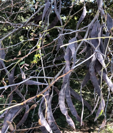 honeylocust seeds