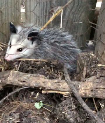 baby pussums