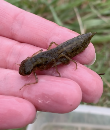 baby dragonfly