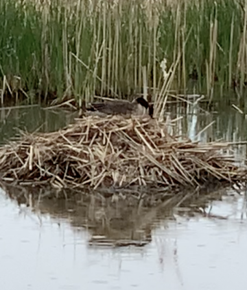 muskrat lodge