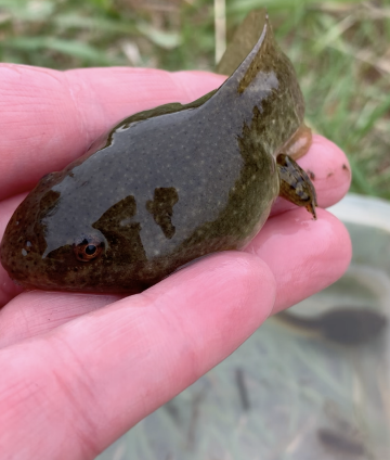 tadpole