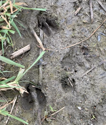 deer and racoon tracks