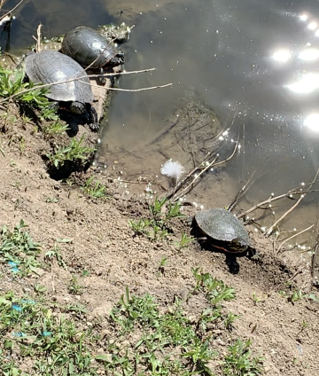 Turtles in a pond