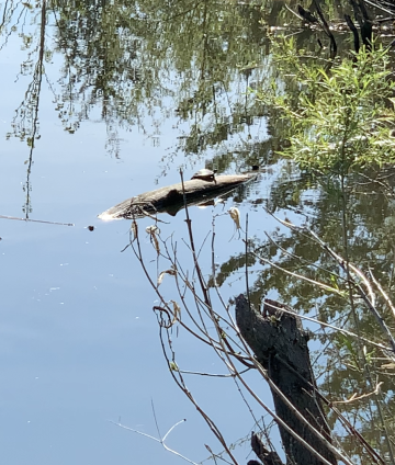 Turtle on a log