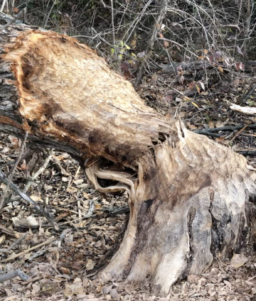 tree cut down by beavers