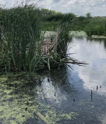 wetland