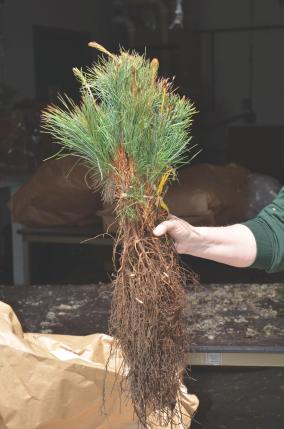 one bundle of 25 seedlings