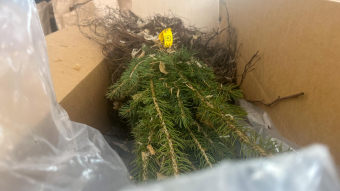 Most Trees are Ready for Pickup