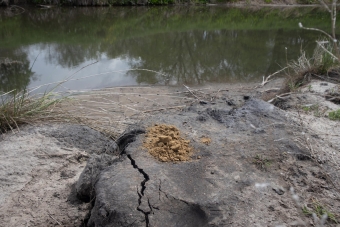 LPSNRD Supports Endangered Salt Creek Tiger Beetle Recovery