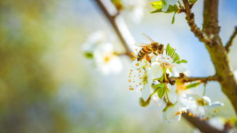 2024 Backyard Prairie Pollinator Program