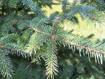 Black Hills Spruce