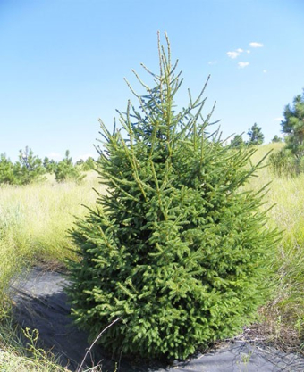 Black Hills Spruce
