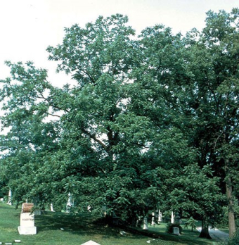 Black Walnut