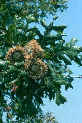 Bur Oak