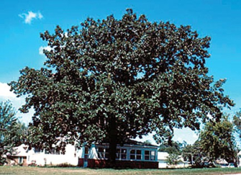 Bur Oak
