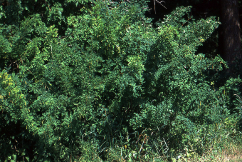 Caragana bush