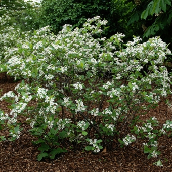 Chokeberry, McKenzie