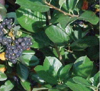 Chokeberry, McKenzie