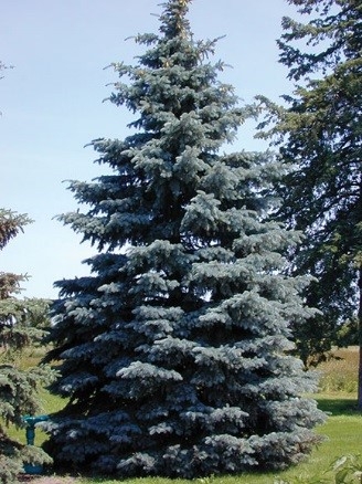 Colorado Blue Spruce