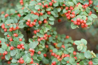 Cotoneaster Centennial
