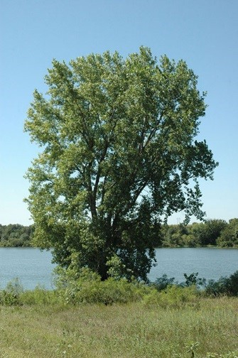 Cottonwood