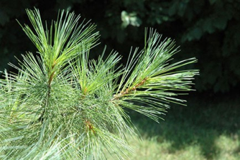 Eastern White Pine