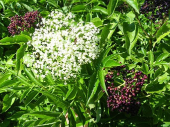 Elderberry