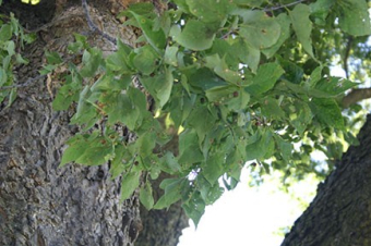 Hackberry