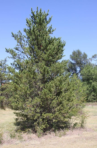 Jack Pine