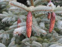 meyer spruce
