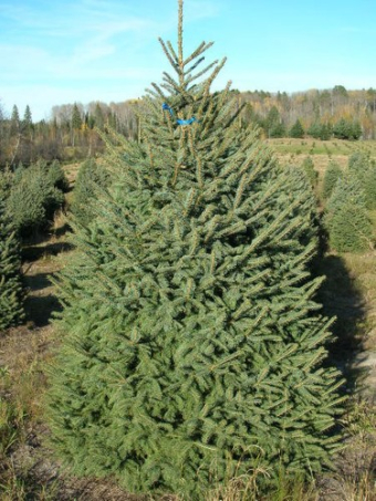 Meyer Spruce