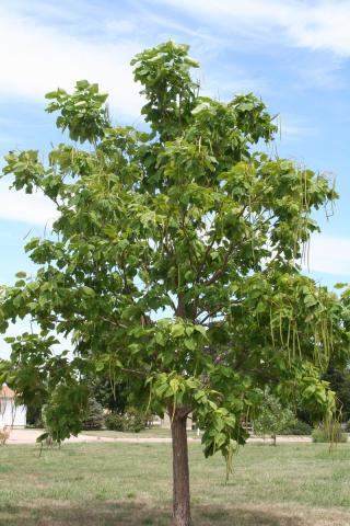 Catalpa