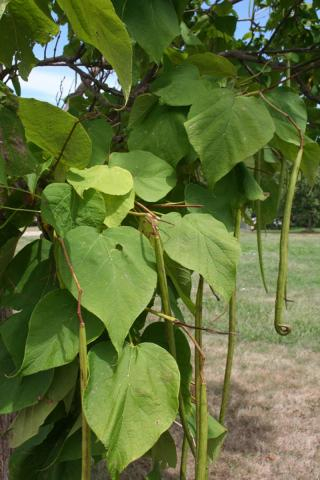 Catalpa