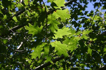 red oak