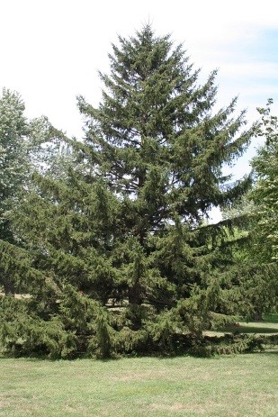 Norway Spruce