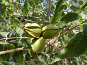 northern pecan