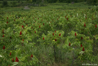 smooth sumac