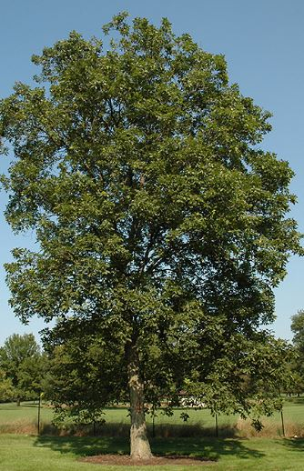 Shagbark Hickory